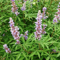 Vitex negundo
