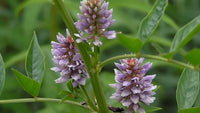 Glycyrrhiza Glabra