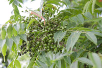 Rhus Succedanea Extract