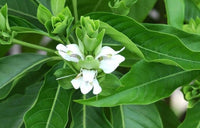 Adhatoda Vasica Extract