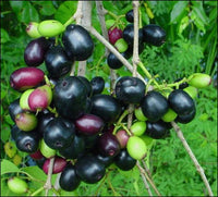 Syzygium Cumini Extract