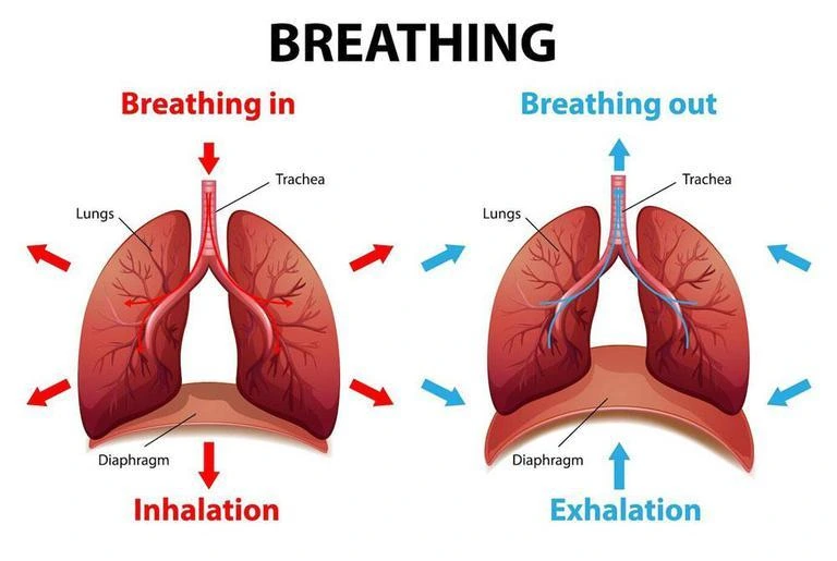 Breathing System