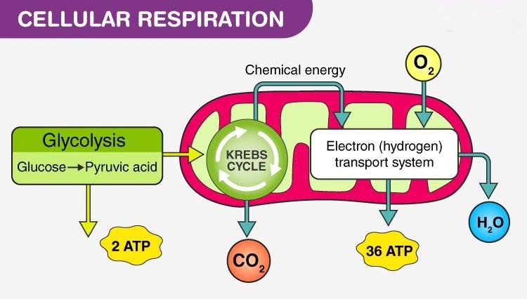 Cellular Respiration