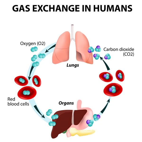 Gas Exchange System