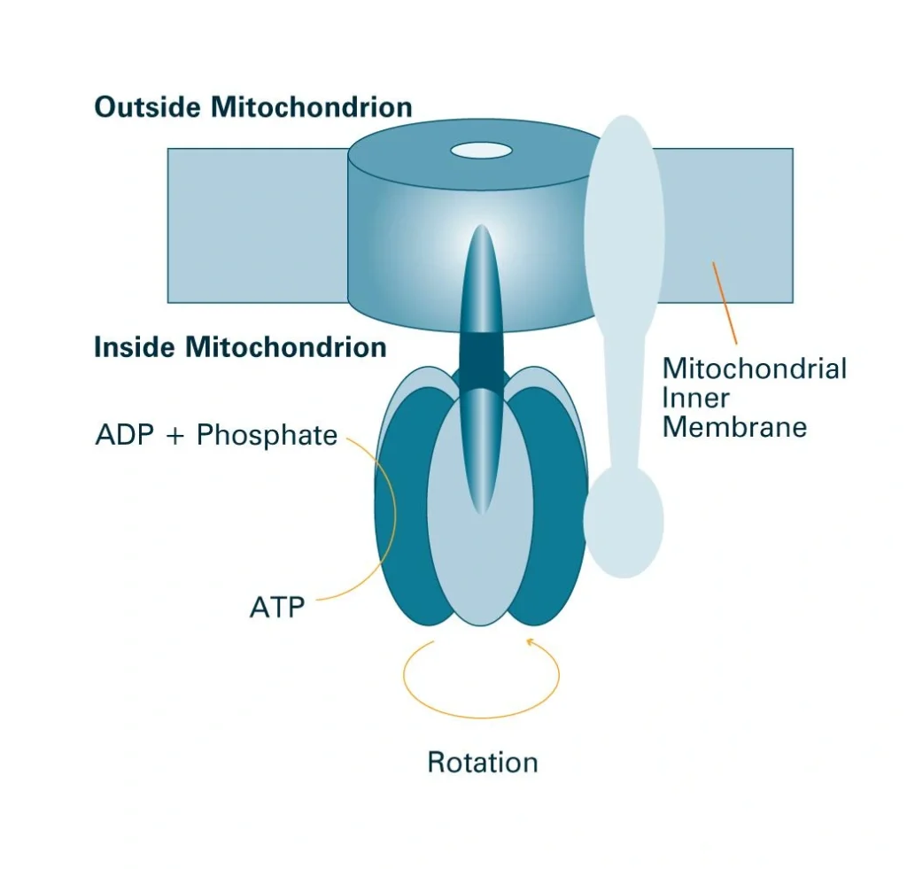 Mitochondrion