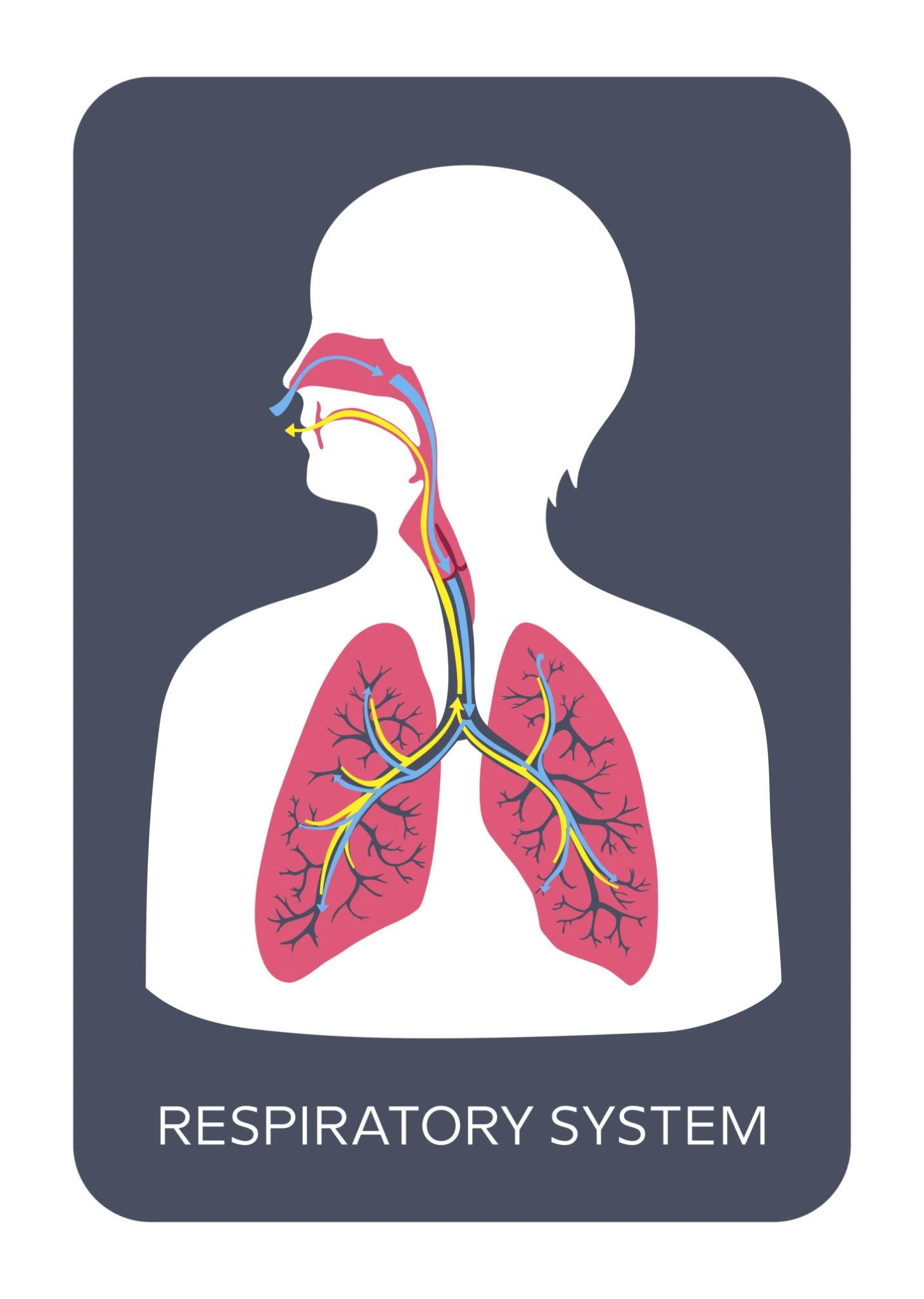 Respiration System