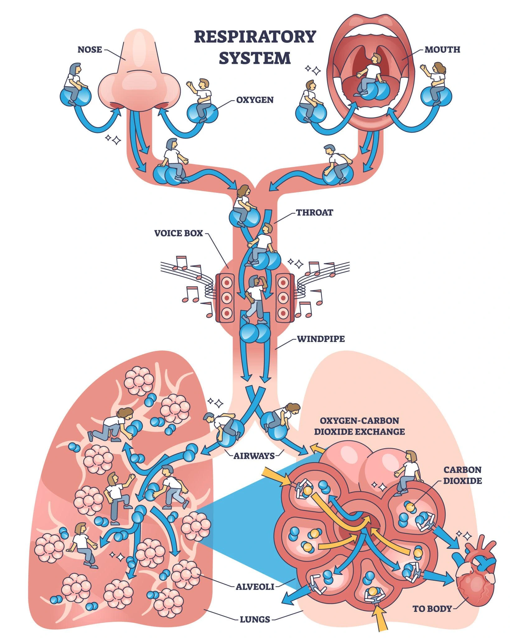 Respiration System